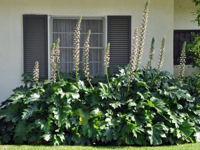 La planta de hojas XL que crece rápido con pocos cuidados y sobrevive a las fuertes heladas en invierno