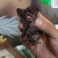 Muere hombre tras mordedura de murciélago en Oaxaca; investigan posible caso de rabia