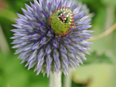 Curiosidades de la chinche verde: el insecto “oloroso” que nadie quiere en su jardín