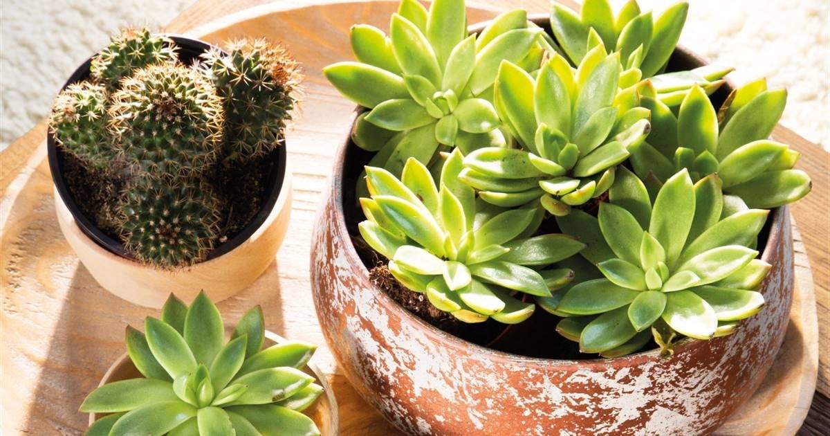 Plantas. Fuente: (Instagram)