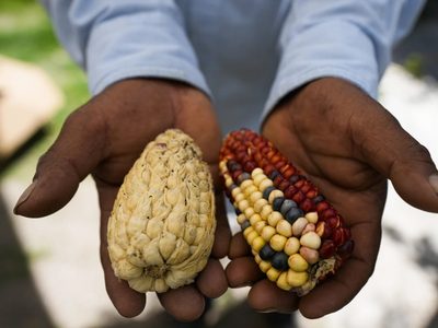 El apetito de los chefs por los maíces de colores da esperanza a los agricultores mexicanos