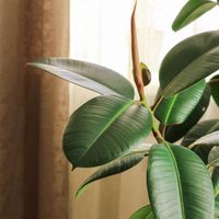 5 plantas que combaten el calor y que no pueden faltar en tu casa en verano