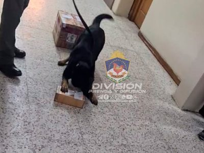 Bettina, la perra antinarcóticos, volvió a detectar drogas en una encomienda