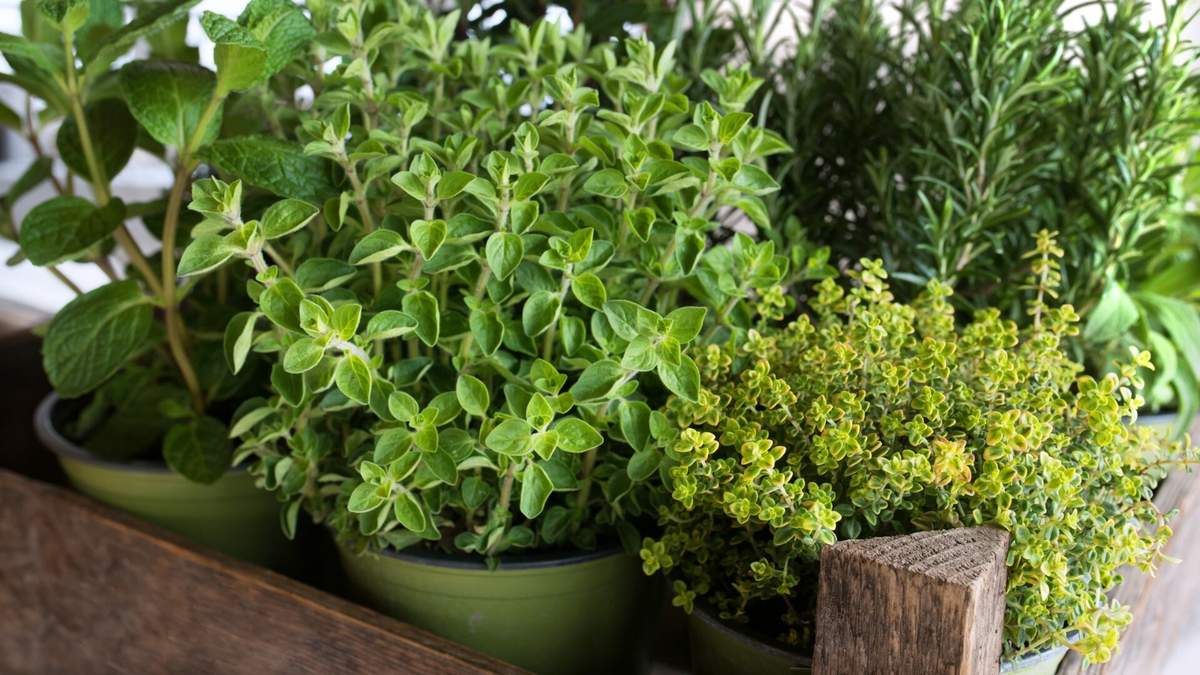 Plantas. Fuente: (X)