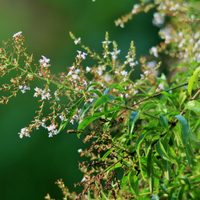 Cedrón: conocé los poderes curativos de esta planta tan fácil de cultivar