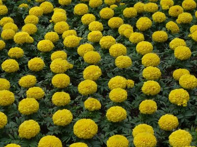 La planta de hermosas flores que aleja a los insectos de tu jardin