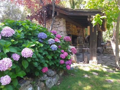 El truco que nadie te contó para lograr que tus hortensias resistan hasta 1 año en agua