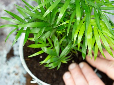 La elegante y frondosa planta que recomiendan los arquitectos porque ayuda a sacar la humedad de tus paredes