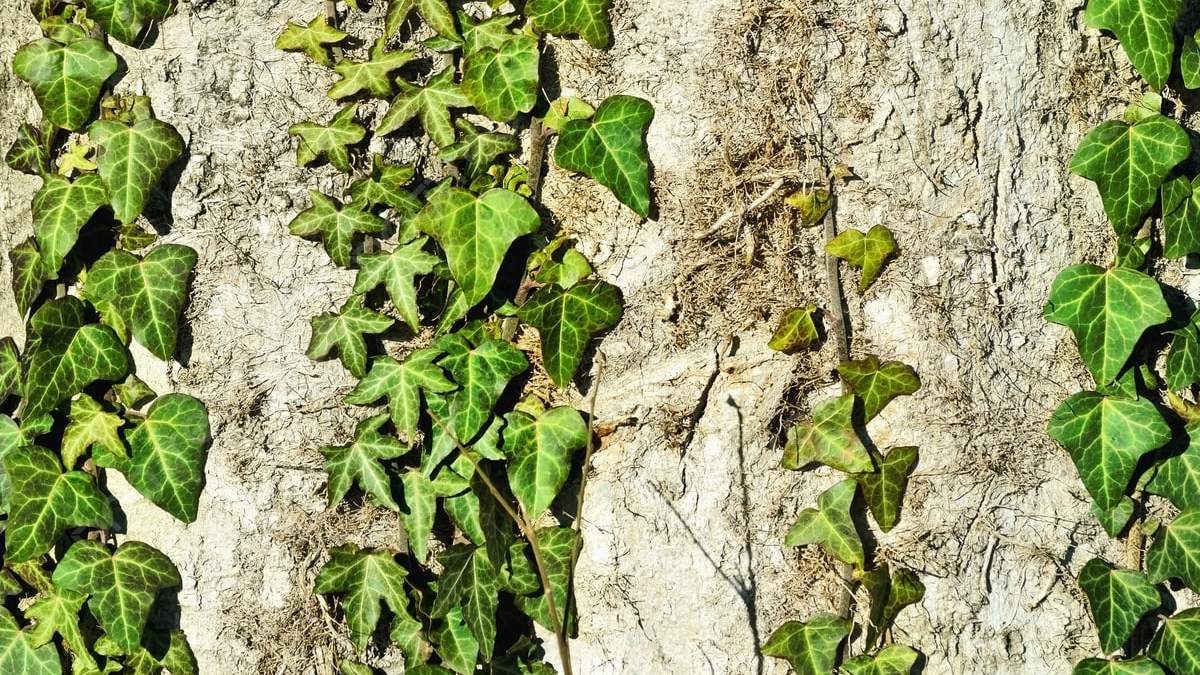 Planta. Fuente: (Instagram)
