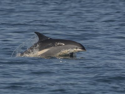Hallan los restos mutilados de un delfín en playa de Nueva Jersey