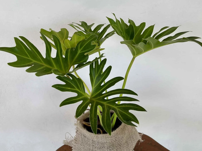 El trucazo para reproducir tu planta de Filodendro y que esté rozagante todo el año