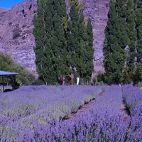Villa Llanquín se prepara para el Festival de la Cosecha de la Lavanda: cuándo es y qué actividades habrá