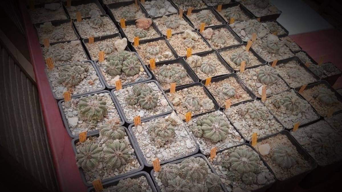 El lugar de extracción fue probablemente en los estados de Coahuila, Nuevo León, Tamaulipas y/o San Luís Potosí