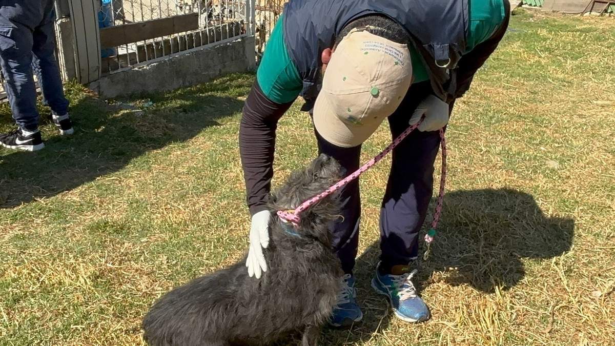 Perro del Refugio Franciscano