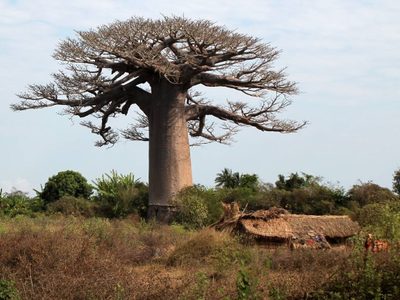 El árbol que puede vivir 5000 años y es capaz de contener en su interior más de 140 mil litros de agua