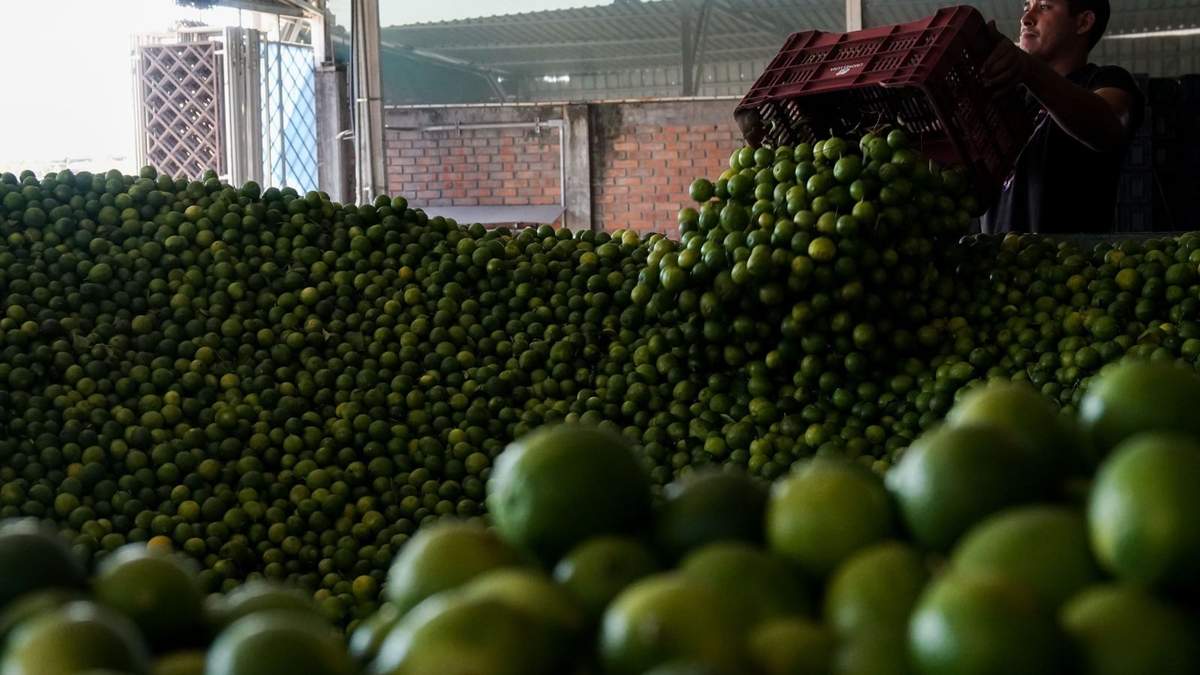 Citricultores en Michoacán. Asedio del narco