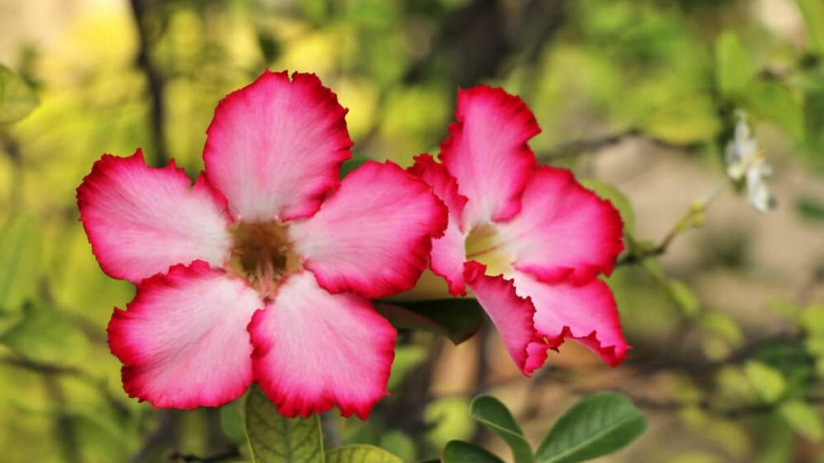 Plantas hermosas y de fáciles cuidados. Fuente: (X)