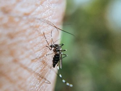 Alertan del regreso de los mosquitos: así podés mantenerlos bien lejos de tu terraza o patio