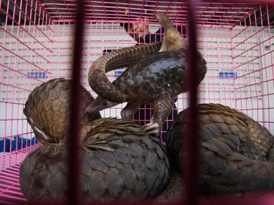 La gastronomía milenaria, víctima del coronavirus
