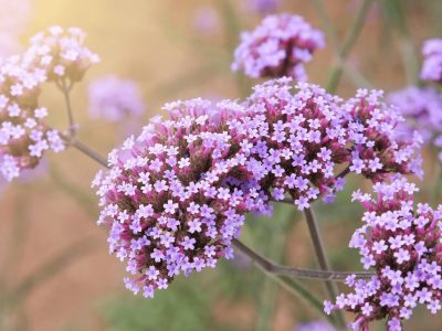 La queremos: la planta cuyas flores parecen de papel, dan un exquisito perfume y atraen a las mariposas
