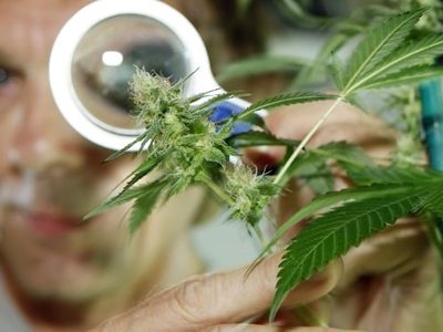 ¡Un paso adelante! El INTA comenzará a cultivar cannabis en la Patagonia
