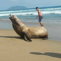 Acapulco tiene como visitante especial a un lobo marino (Video)