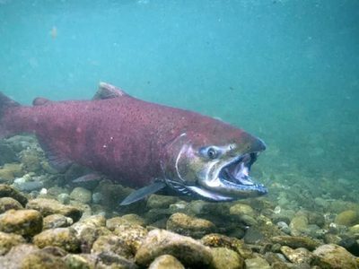 Alerta por el avance del salmón Chinook que amenaza el ecosistema de los ríos patagónicos