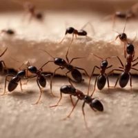 Si probaste de todo para terminar con las hormigas en tu jardín, este truco casero y económico te va a sorprender