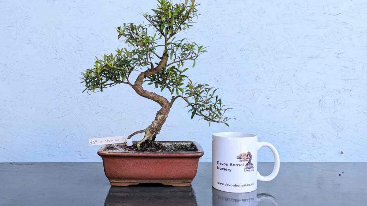 Árbol. Fuente: (X)