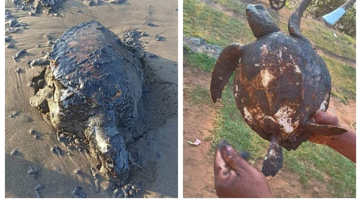 Tortugas cubiertas del hidrocarburo derramado