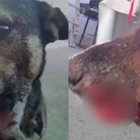 Arrastraron a un perro por cinco cuadras en Plottier  y ahora deberán costear su tratamiento
