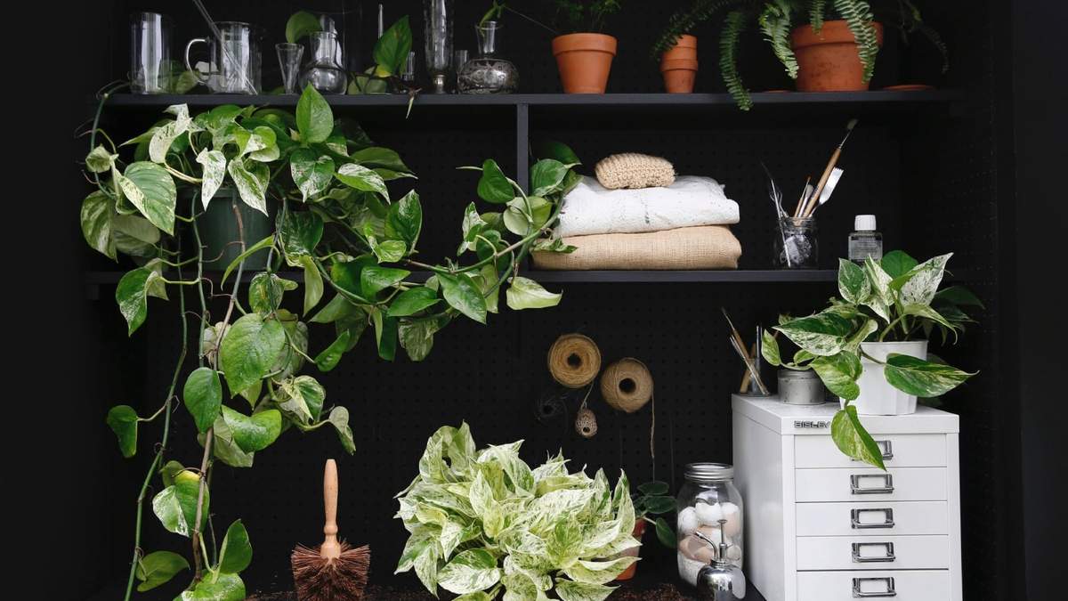 Plantas de interior. Fuente: (Instagram)