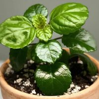 La hermosa planta de fácil cuidado que atrae el dinero y la prosperidad a tu hogar