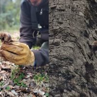 Encuentran un ejemplar de Monito del Monte en el Parque Nacional Lanín