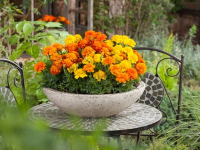 5 plantas que tenés que plantar en tu jardín o huerta para mantener bien lejos a todas las plagas e insectos