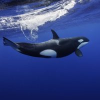 Video: el increíble encuentro entre buzos y orcas en Las Grutas