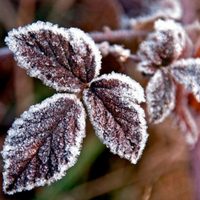Prestá atención: 3 formas fáciles de cuidar tus plantas en invierno y evitar que se mueran con el frío