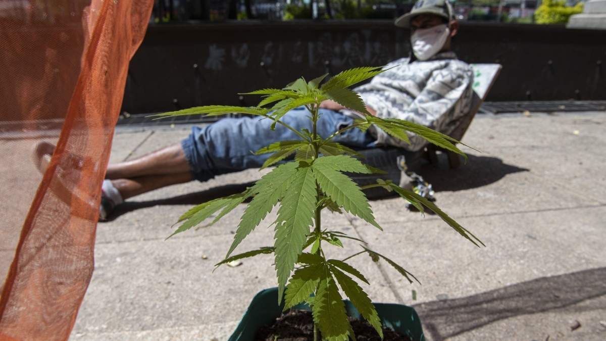 Una planta de mariguana