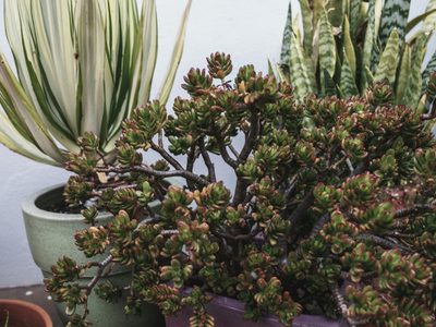 Árbol de Jade: el secreto para una planta robusta