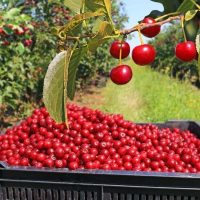 Cerezas argentinas: Chubut es la principal exportadora