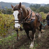 Viñedos más sustentables con tracción animal para trabajar
