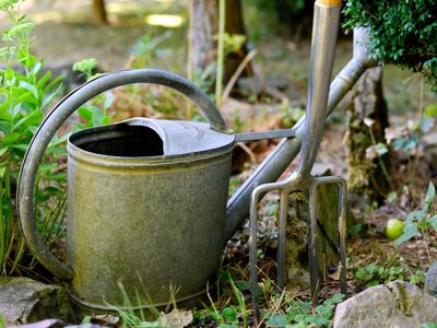El secreto de los viveristas: prepará esta agua de germinación universal y tus plantas estarán radiantes todo el año