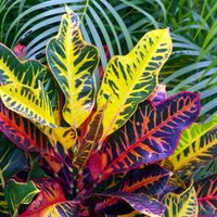 Crotón: cómo cuidar esta hermosa planta tricolor que puede sobrevivir en interior y exterior
