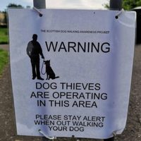 Reino Unido calificará el robo de mascotas como un delito penal