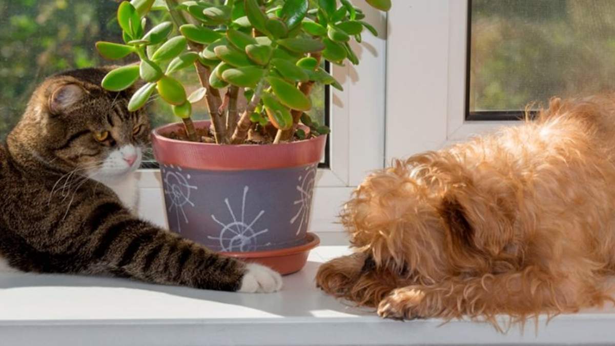 Plantas. Fuente: (X)