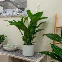 La exquisita y elegante planta de interior que es de fácil cuidado y que atrae la paz a tu hogar