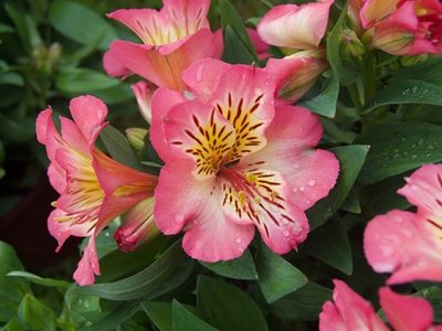 Seguro no lo conocías: el truco para cortar flores sin dañar las plantas de tu jardín antes de la primavera