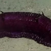 "Batatita", el pepino de mar del streaming del Conicet que se hizo famoso