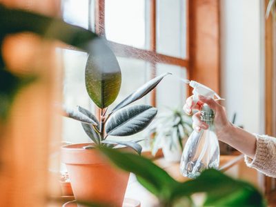 Manual de primeros auxilios: así podrás resucitar a tus plantas