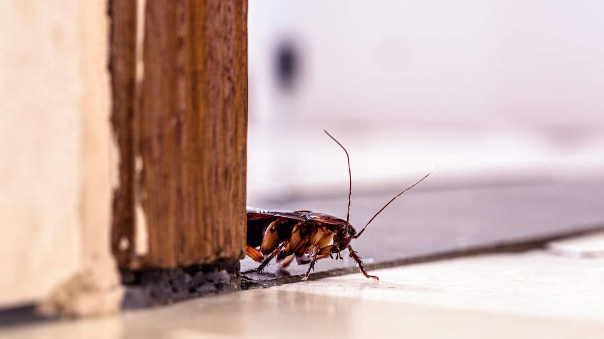 Insecticidas. Fuente: (Instagram)